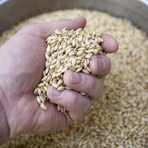 BARLEY GRAIN – GRADES 1, 2 & 3