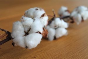 cotton branch, cotton, nature, plant, branch, white